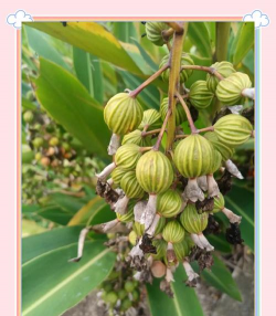 砂仁植株长什么样子