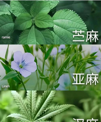 亚麻的别称是什么