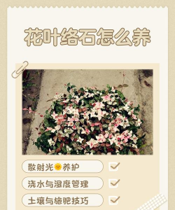 家庭养花用生根粉