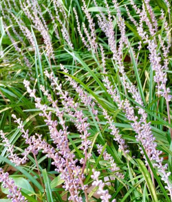 麦门冬生长在什么地方