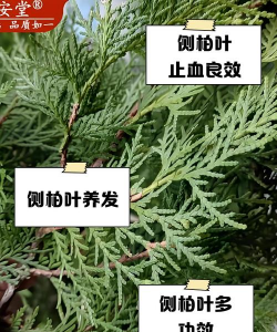 柏树叶能养花吗