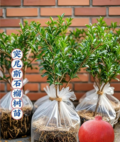 石榴种子育苗结什么果