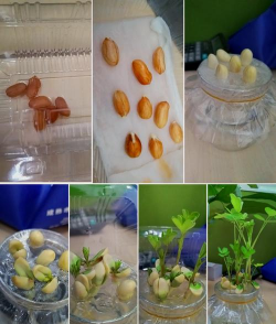 怎样制作花生壳养花草