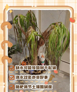 龙血树脱皮怎么办