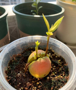 牛油果苗怎么防病害