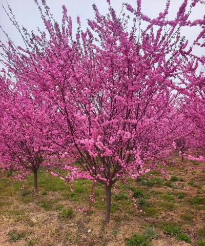 榆叶梅是什么品种