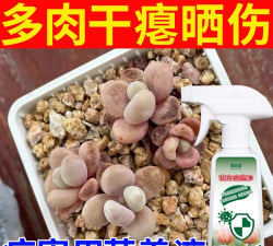 家庭养花用生根粉