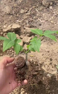 家庭养花用生根粉