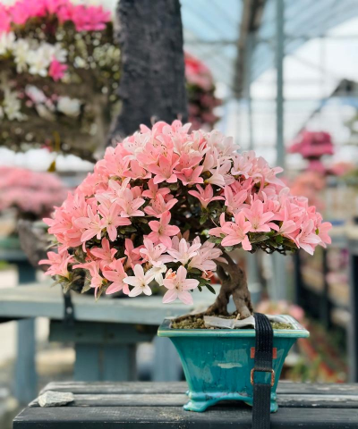 杜鹃用什么盆种植好