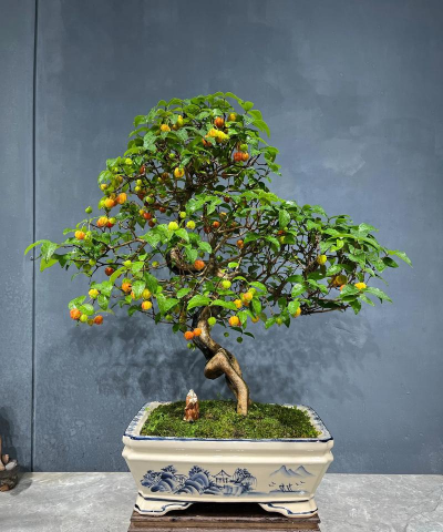 红果盆栽什么时候成熟