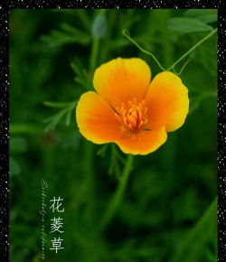 花菱草是什么花