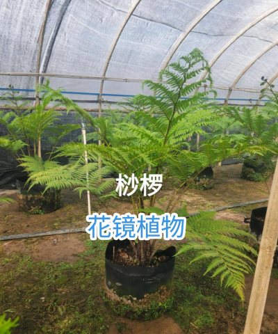 桫椤花是什么样子