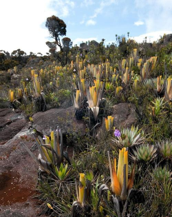 食虫凤梨是什么花