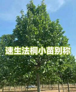 法桐休眠期如何度过