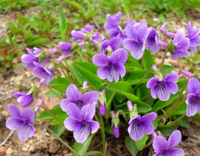 紫色花花野菜叫什么