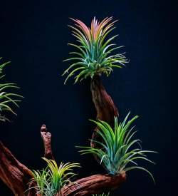 什么花是睁华空气