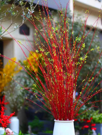 红瑞木花语是什么