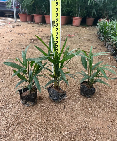 棕竹和什么植物类似