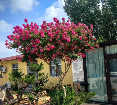 沂蒙山哪里适合养花卉