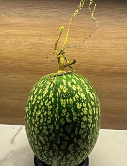 观赏瓜应该怎么摆放