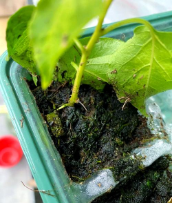 家庭养花用生根粉