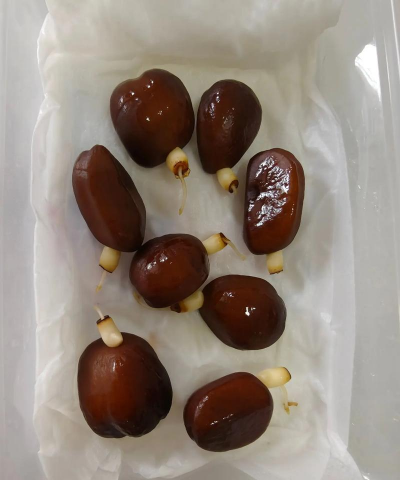 怎么种植蛇果种子