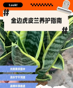 老虎皮怎么保养