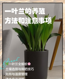 一叶兰怎么养