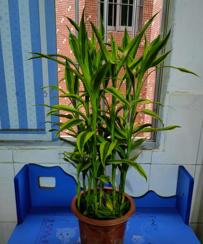 盆栽金丝竹用什么土种