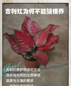 吉利红怎么不红