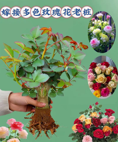 家庭养花用生根粉