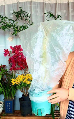 家庭养花用生根粉