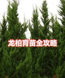 龙柏育苗注意事项