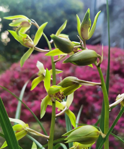 云南蕙兰怎么样