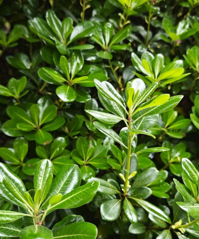 海桐是什么植物