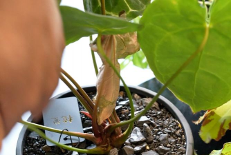 家庭养花用生根粉