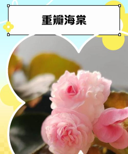 重瓣海棠是什么海棠