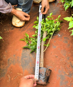 家庭养花用生根粉