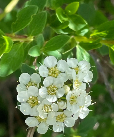 绿色花的绣线菊叫什么