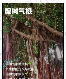 小叶榕气根怎么培养