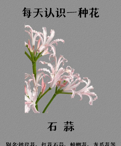 石蒜花学名叫什么