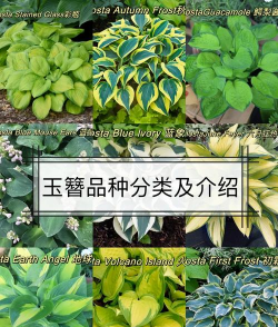 玉枝子叫什么名字