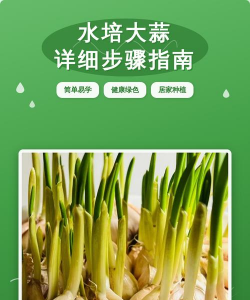 发蒜苗怎么弄