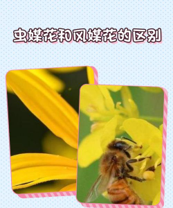 虫煤花是什么植物