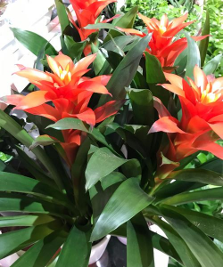 红星植物长什么样