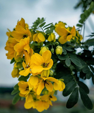 黄槐什么时候开花