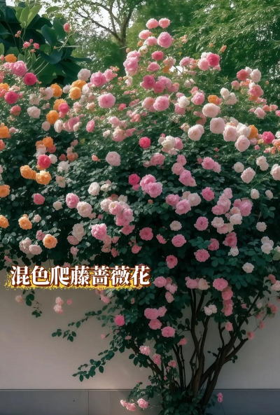 什么品种蔷薇花好养花多