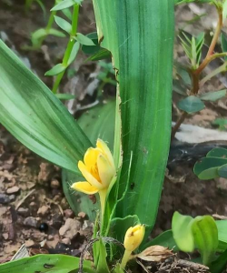 仙茅开什么颜色的花