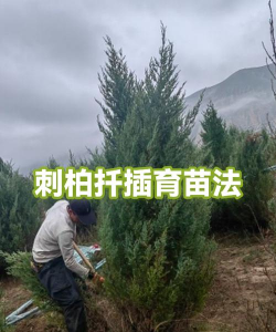 蓝阿尔卑斯刺柏扦插