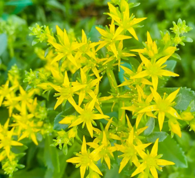 三七景天属于什么花